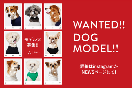 ＜お知らせ＞【第２次】モデル犬募集スタート