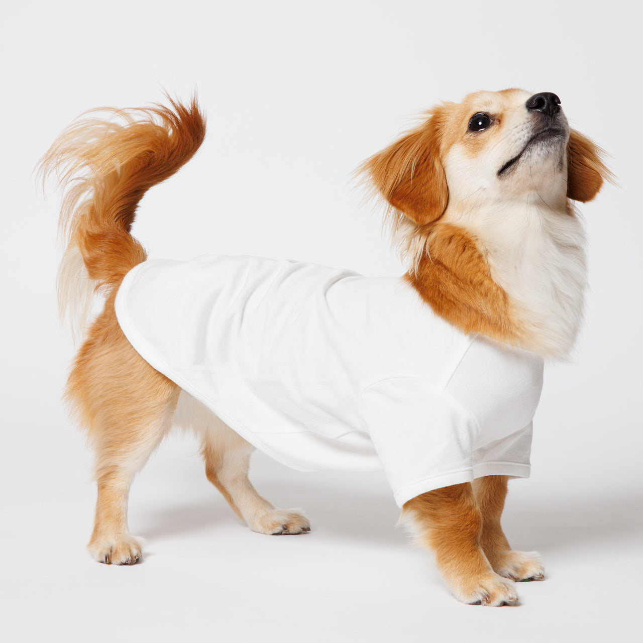 PET HALF SLEEVE T WHITE