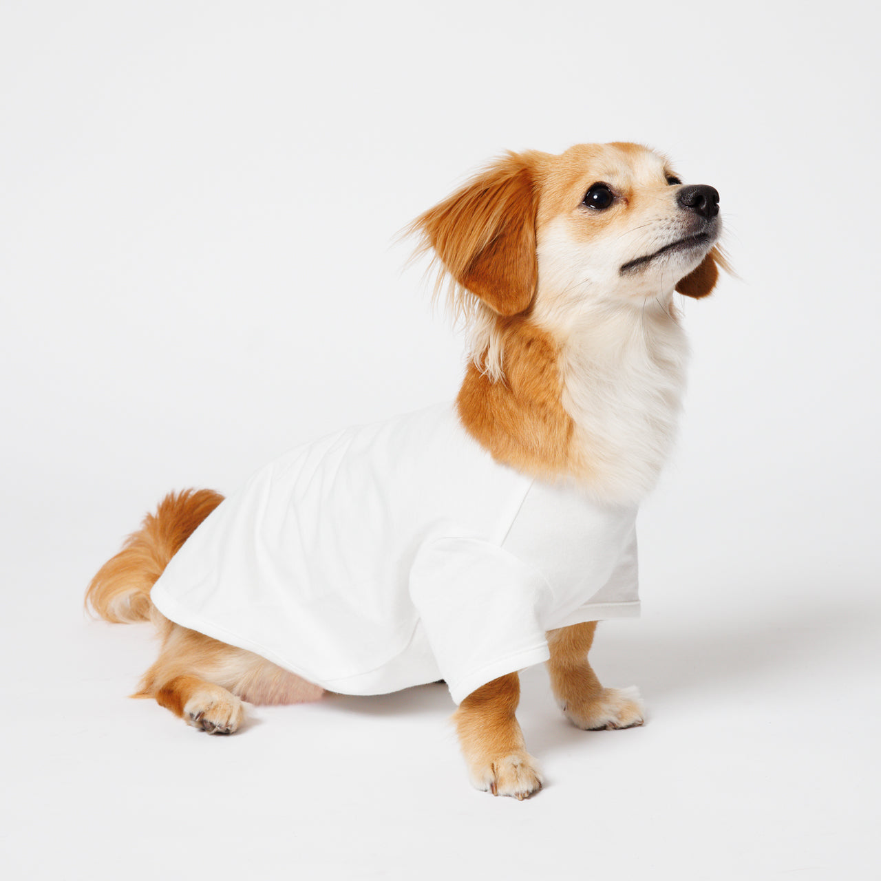 PET HALF SLEEVE T WHITE