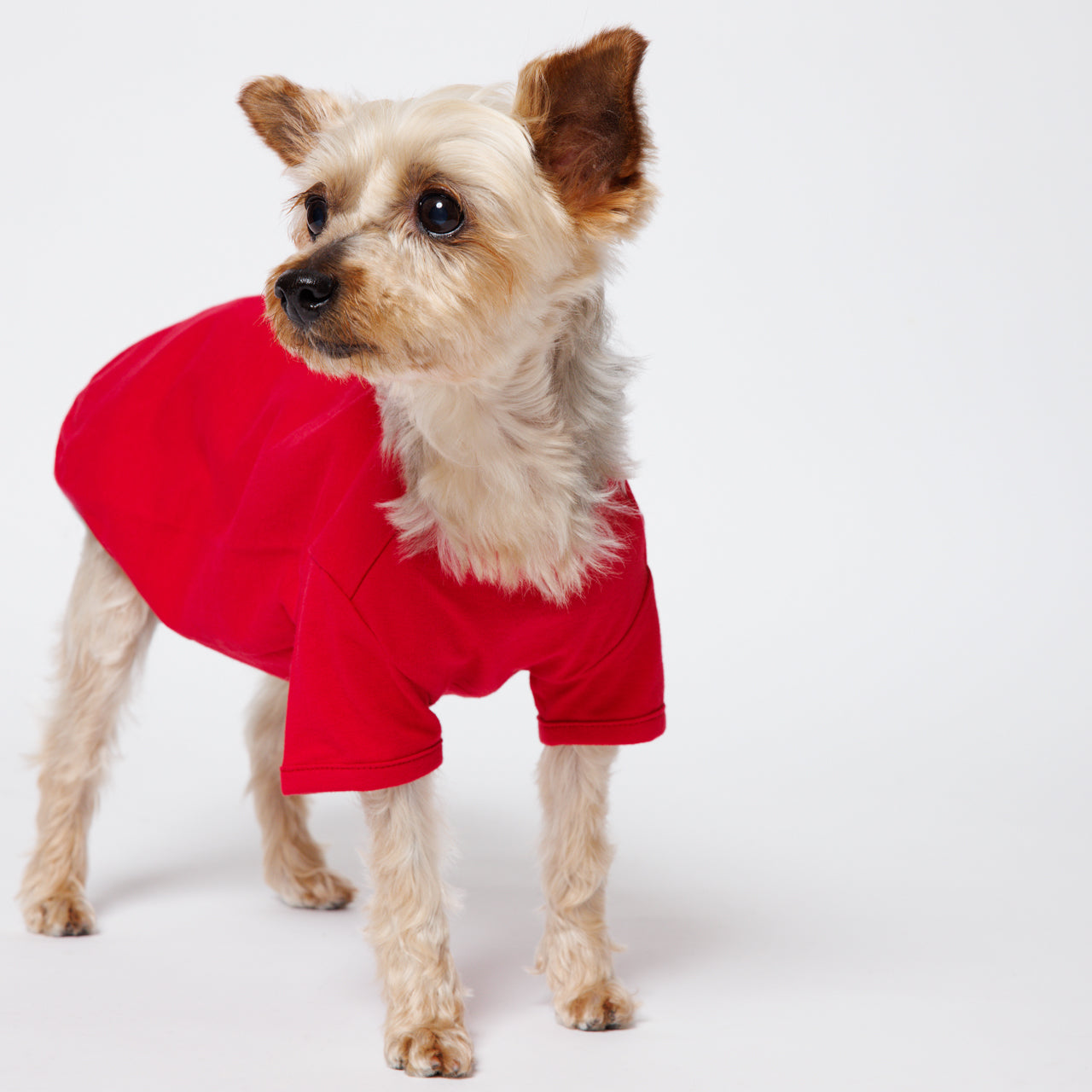 PET HALF SLEEVE T RED