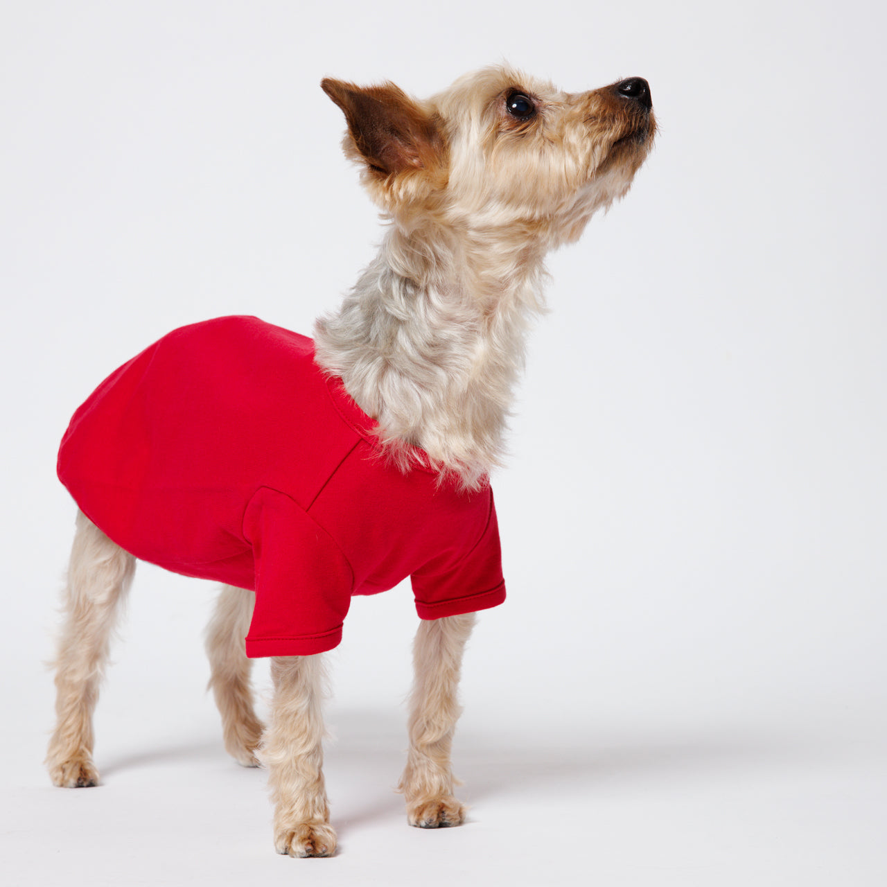 PET HALF SLEEVE T RED