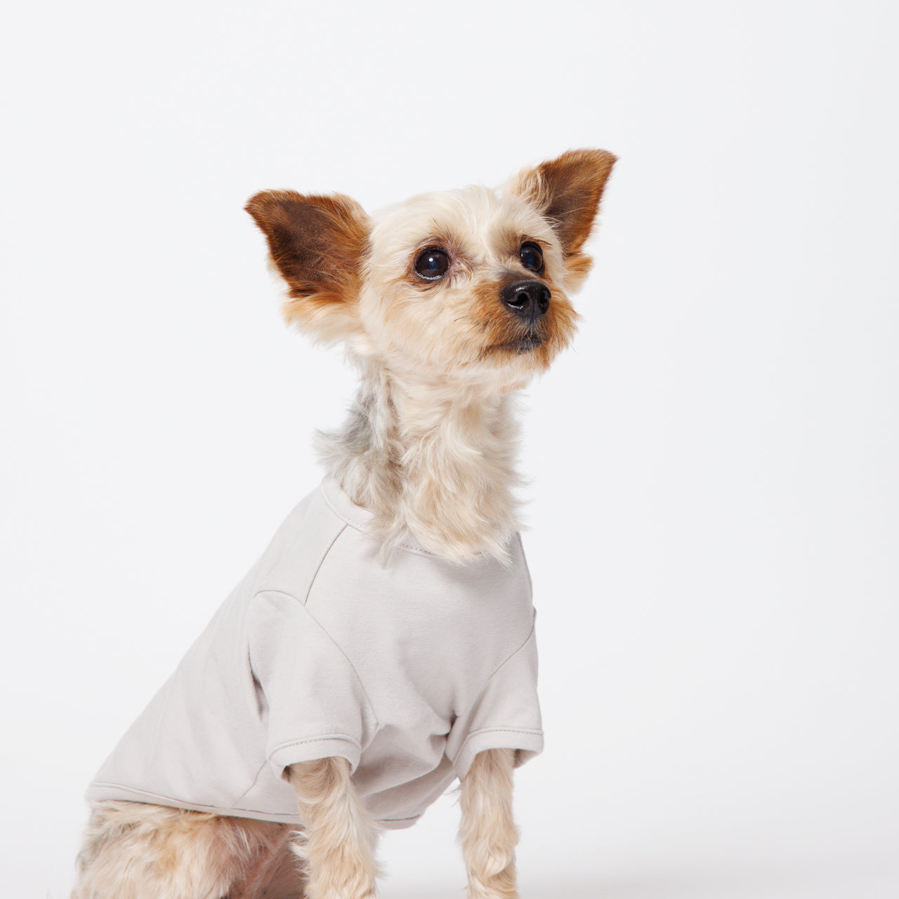 PET HALF SLEEVE T GRAY