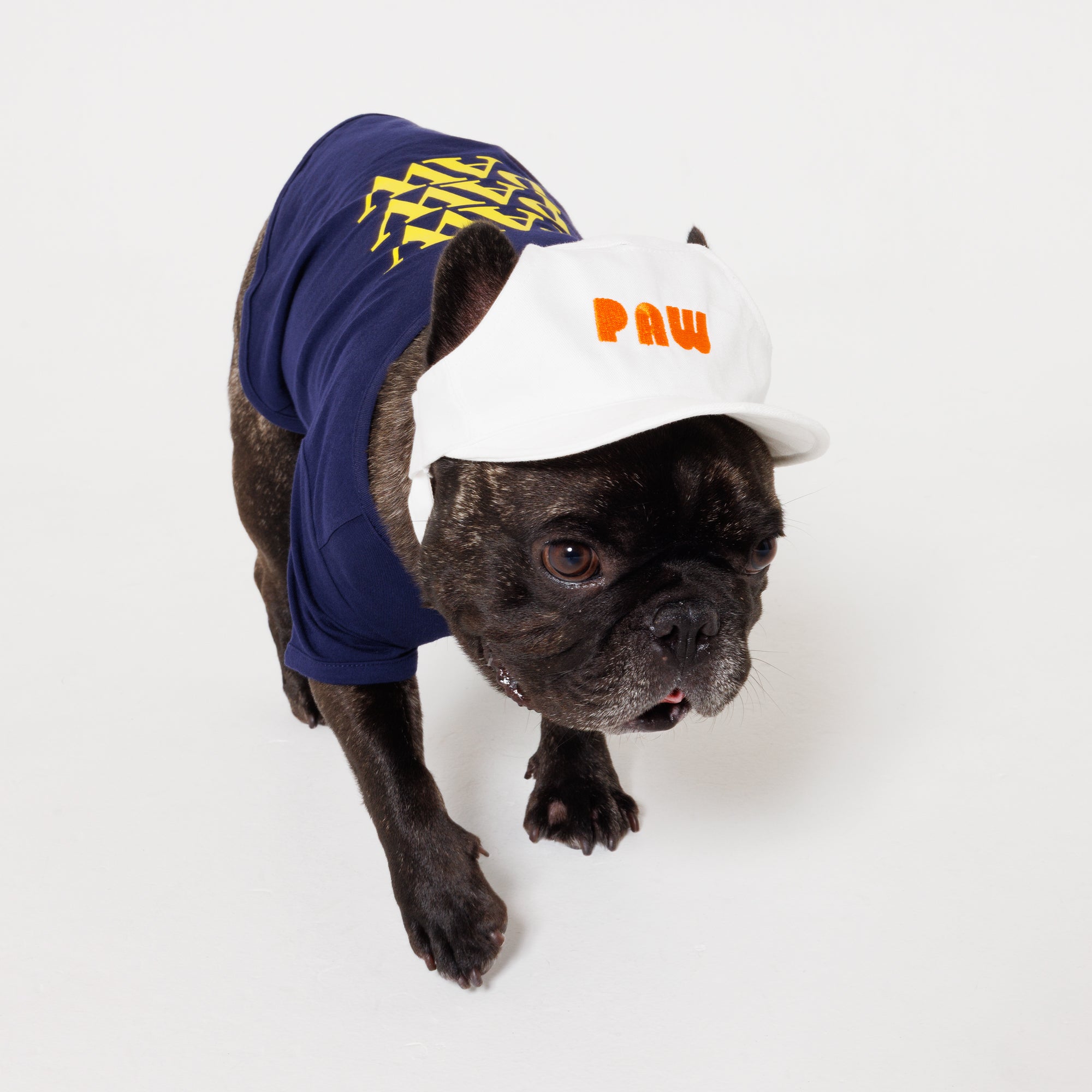 PAW LOGO CAP