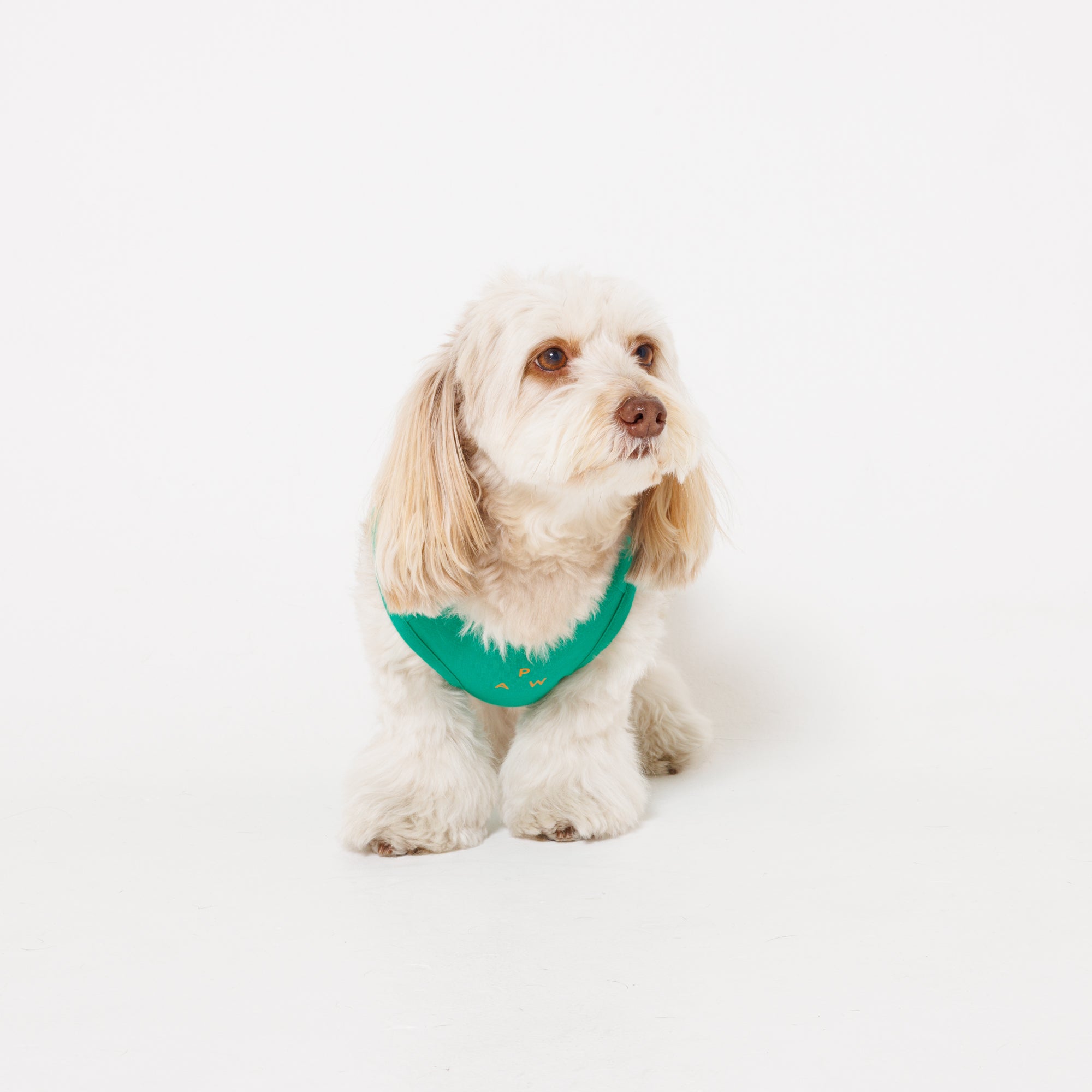 PAW LOGO PRINT PET NO SLEEVE T