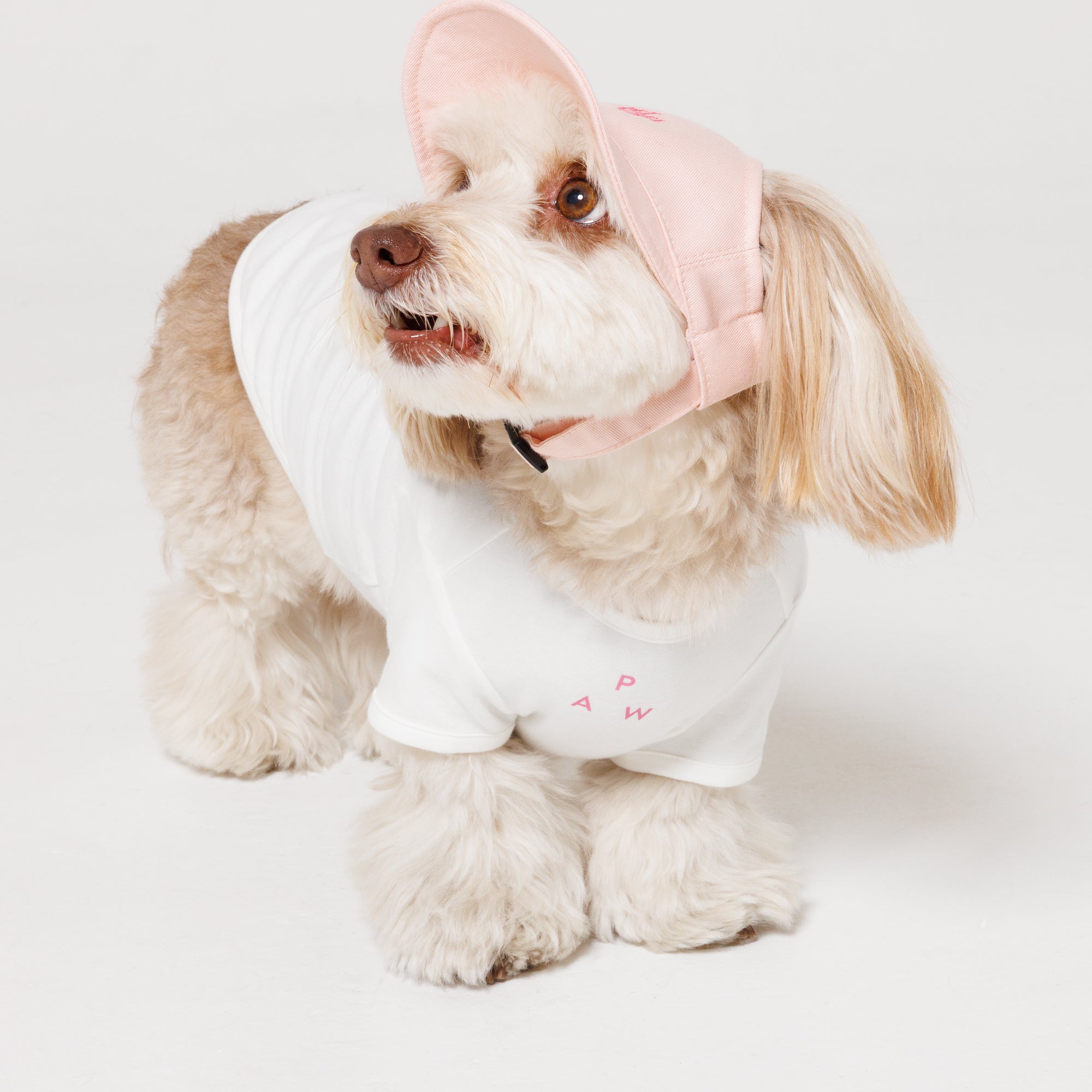 PET APPAREL WEAR LOGO A CAP
