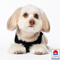 PET NO SLEEVE T BLACK
