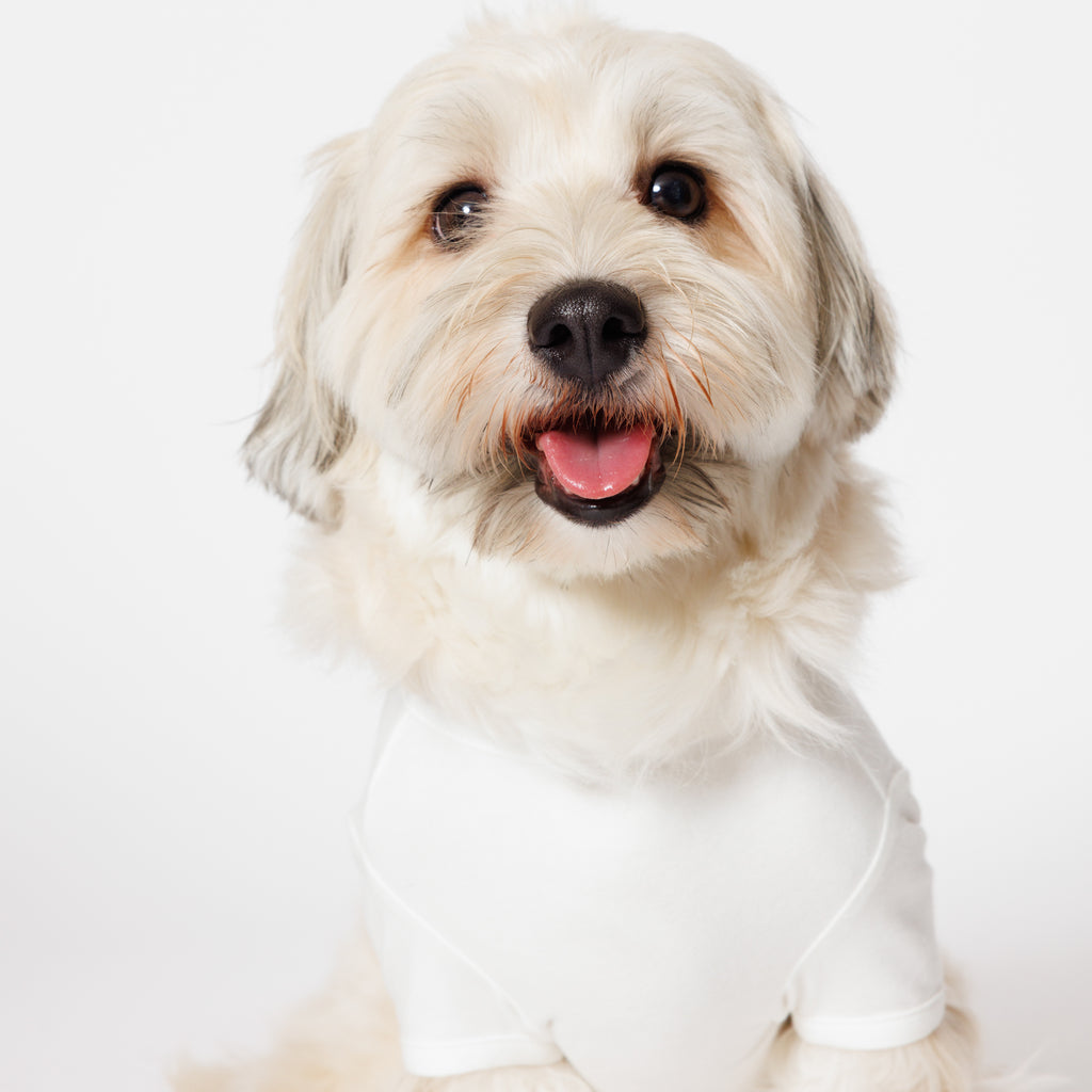 PET HALF SLEEVE T WHITE