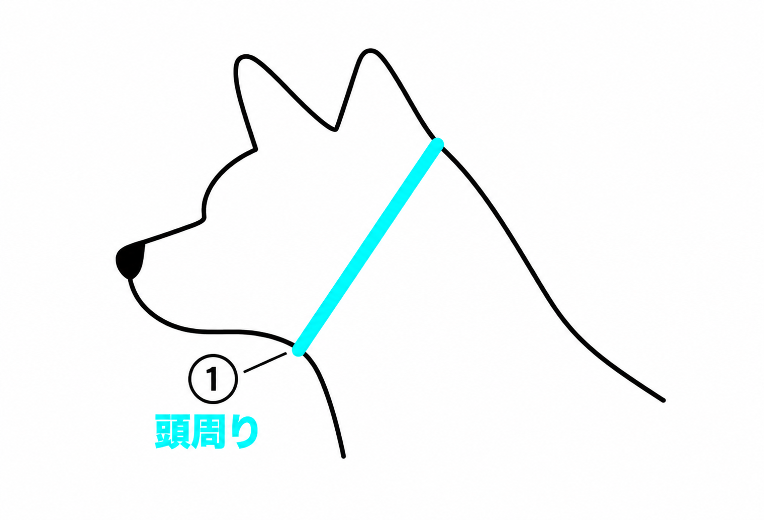 犬の頭周りの測り方。耳の後ろから顎の下を通る位置